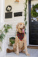 Christmas Classic- Dog Bandana
